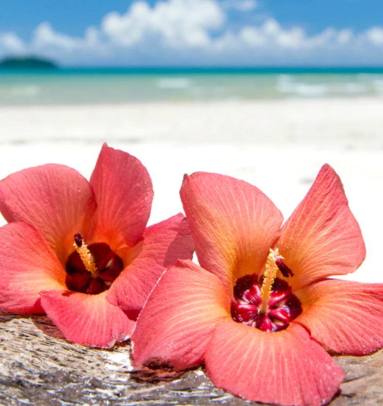 Island Sandalwood Hibiscus Body Butter